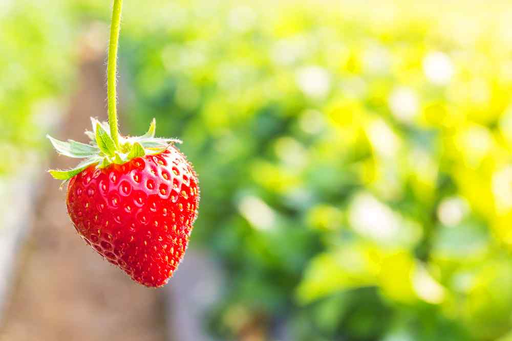 9 Tips For Growing Strawberries In Pots