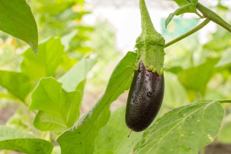 Growing Eggplant: A Complete Guide to Cultivating Eggplant in Your Garden