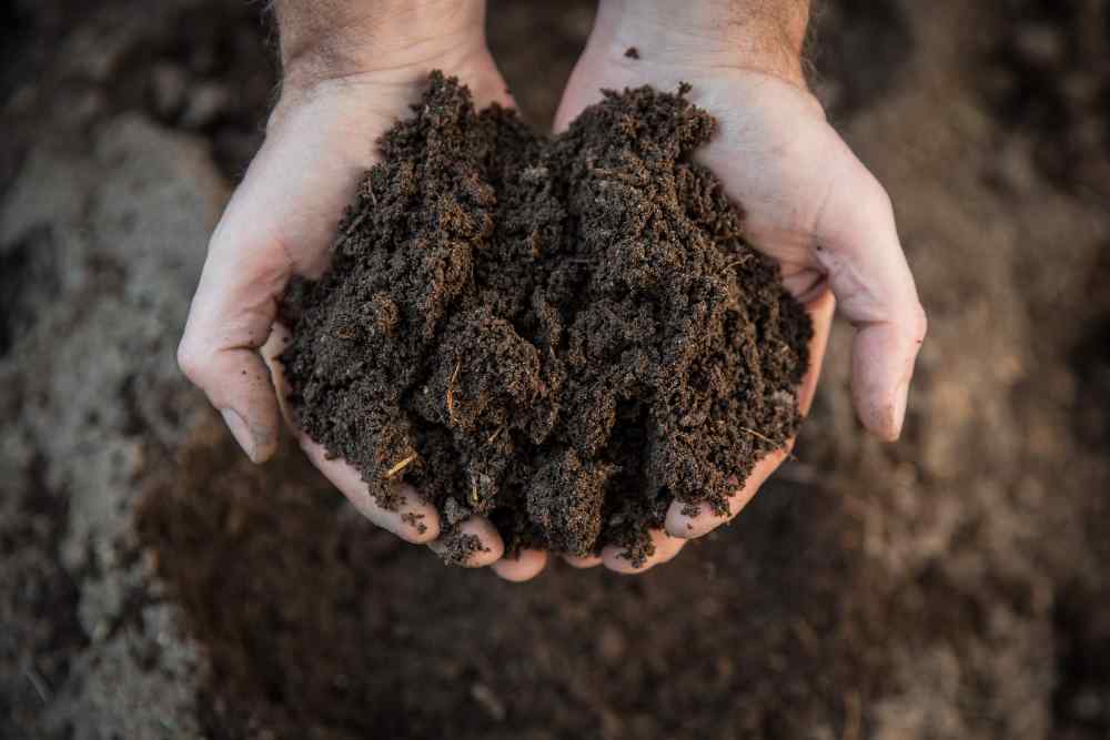 How To Keep Soil Moist