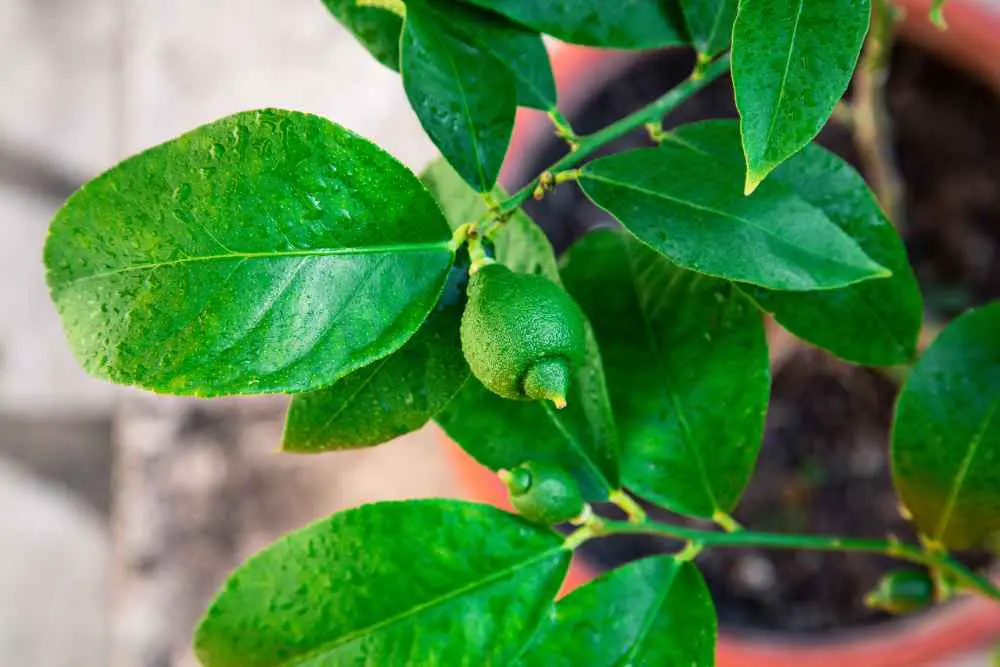Growing Lemon Trees From Seeds