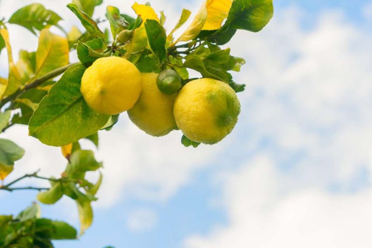 Growing Lemon Trees From Seed: A Step-by-Step Guide