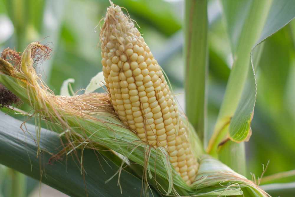 Growing corn in raised beds