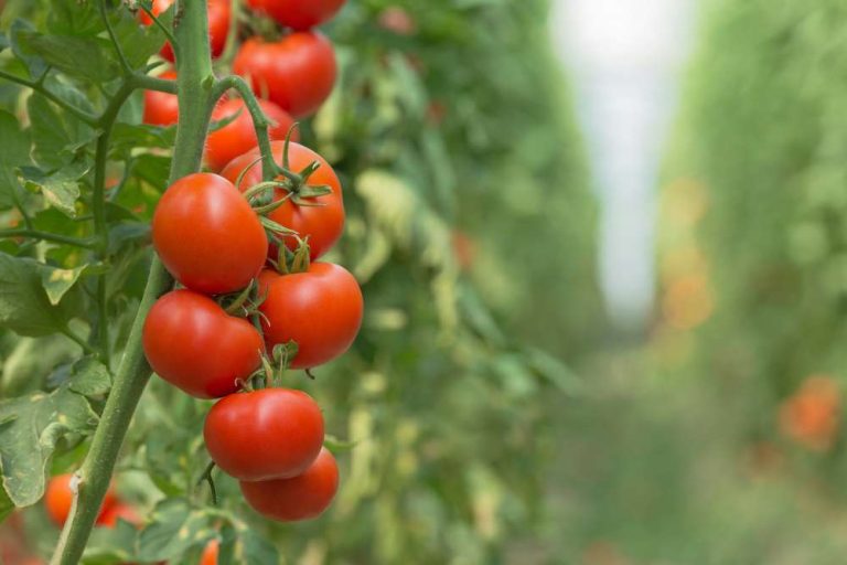 9 Sweetest Tomatoes To Grow At Home: Tips and Tricks for a Bountiful Harvest