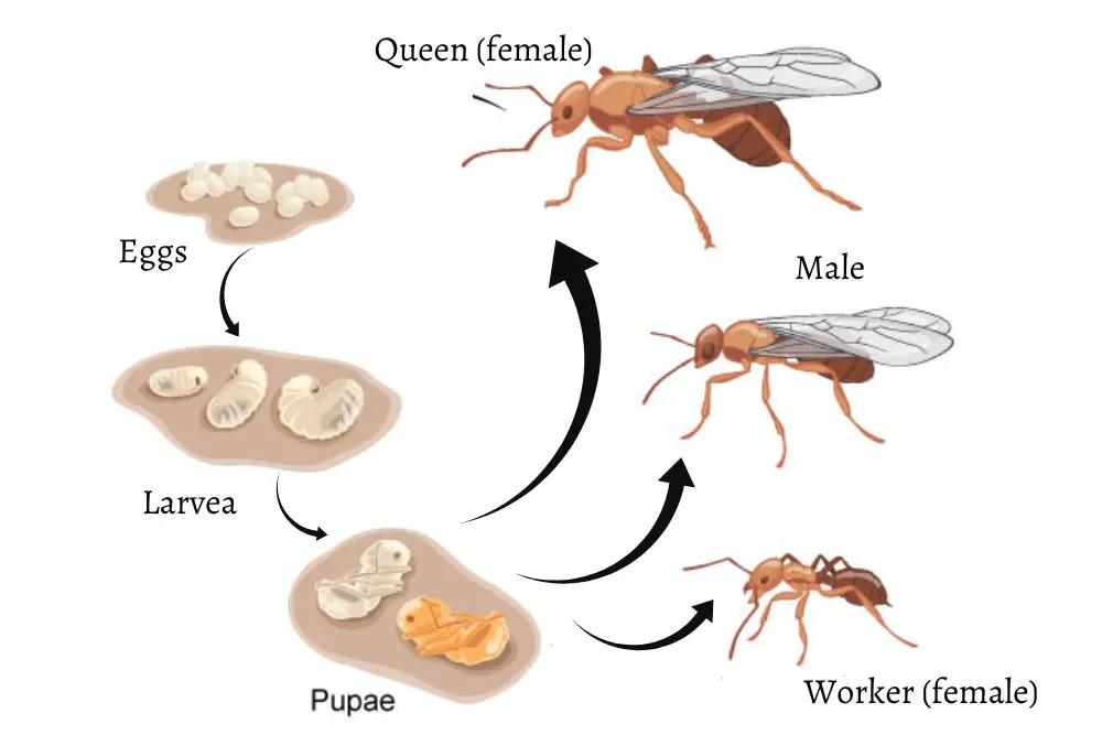 Black Garden Ant Life cycle