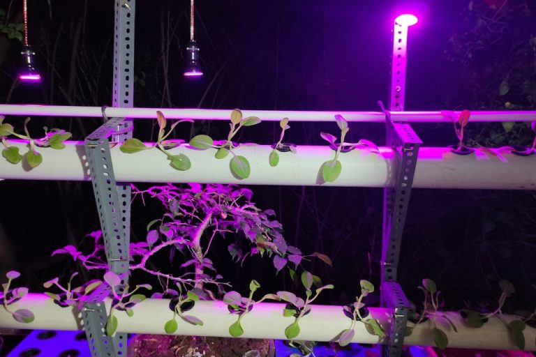 Ultimate Guide to Creating an Indoor Vertical Hydroponic Garden