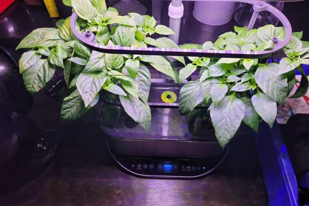 Learn How To Maintain and Sanitize Aerogarden 