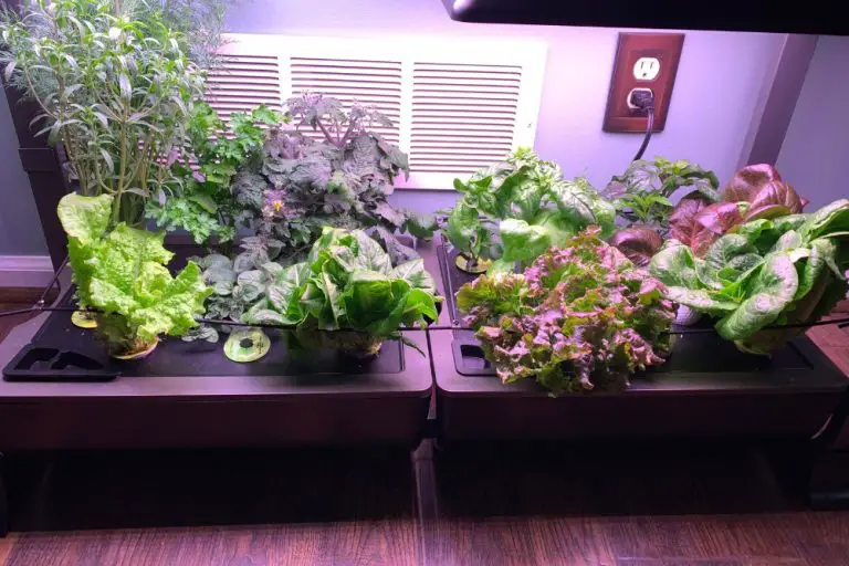 LEARN HOW TO MAINTAIN AND SANITIZE AEROGARDEN