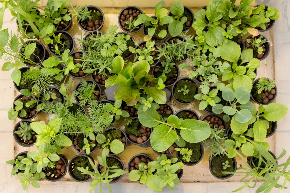 Best Hydroponic System For Herbs