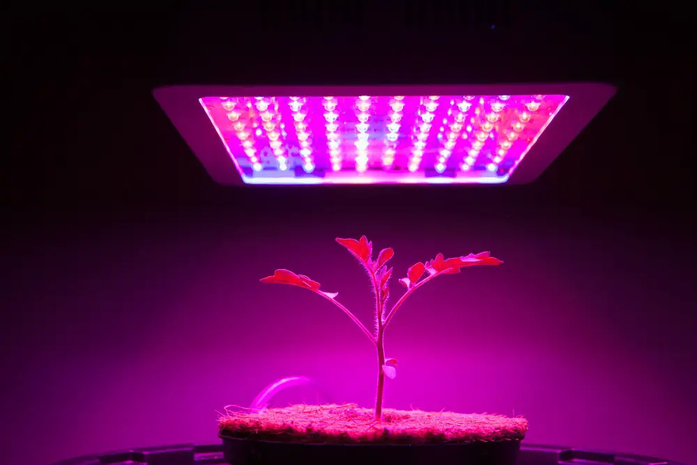 Indoor Hydroponic System With Lights