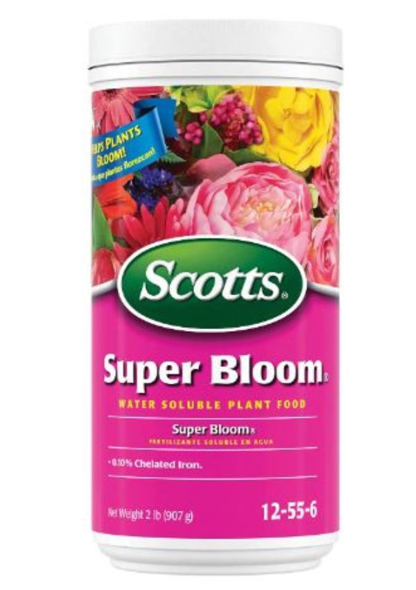 Best Fertilizers For Flowers