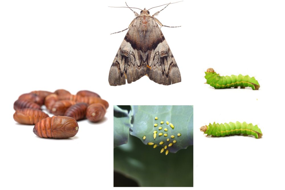 Cabbage Moth Life Cycle