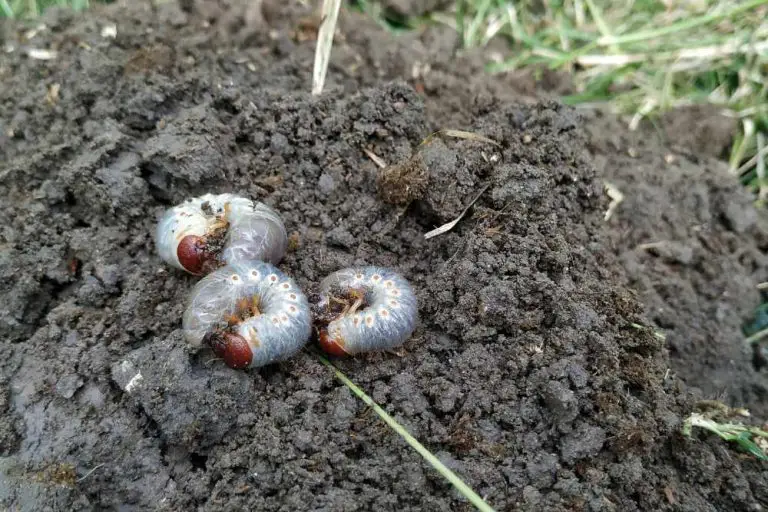 HOW TO GET RID OF WHITE GRUBS IN THE SOIL