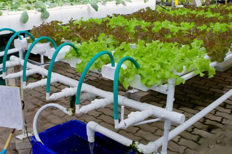 BEST LOW COST HYDROPONIC SYSTEM