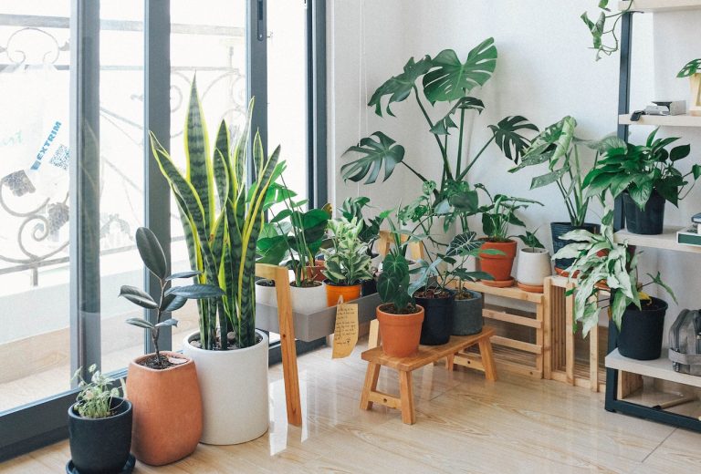 12 Common House Plant Diseases: How to Identify and Treat Them