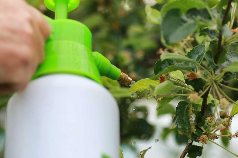 Best Organic Pesticide For Vegetables