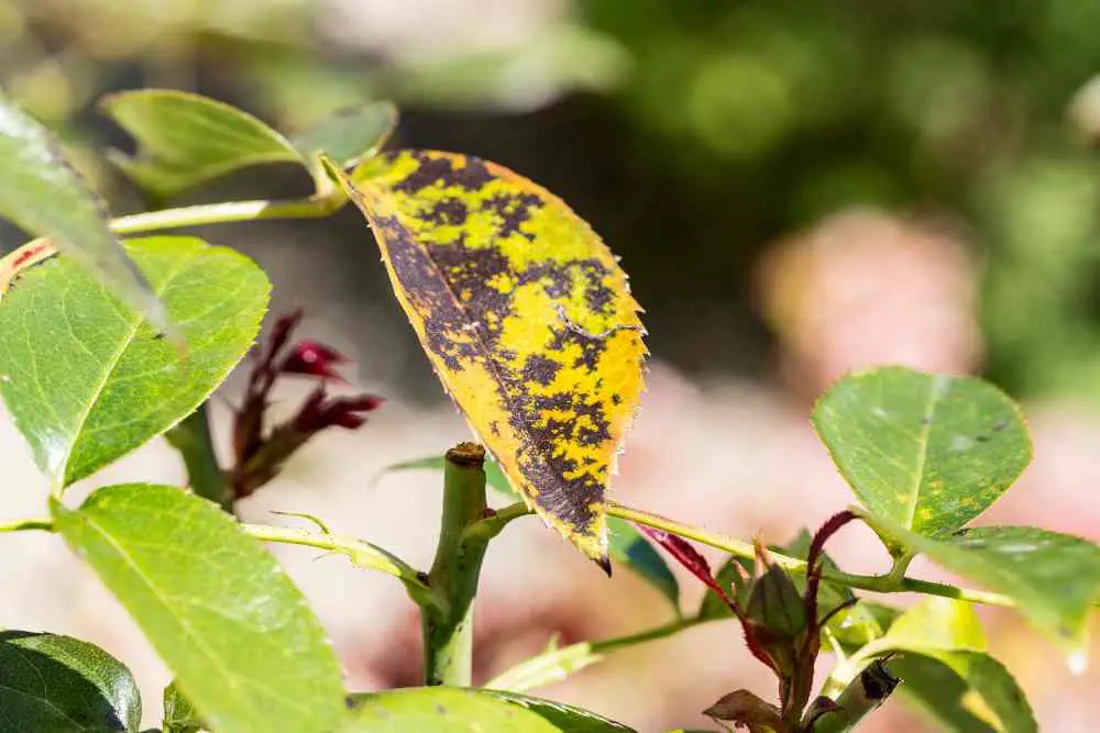 Black Spots On Houseplants Leaves