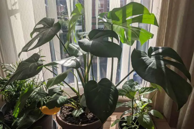 How to Get Rid of Black Spots on Houseplants Leaves: A Comprehensive Guide