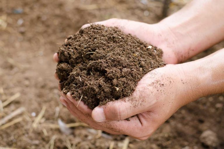 Unlocking the Potential of Nitrogen Rich Organic Fertilizers: A Comprehensive Guide