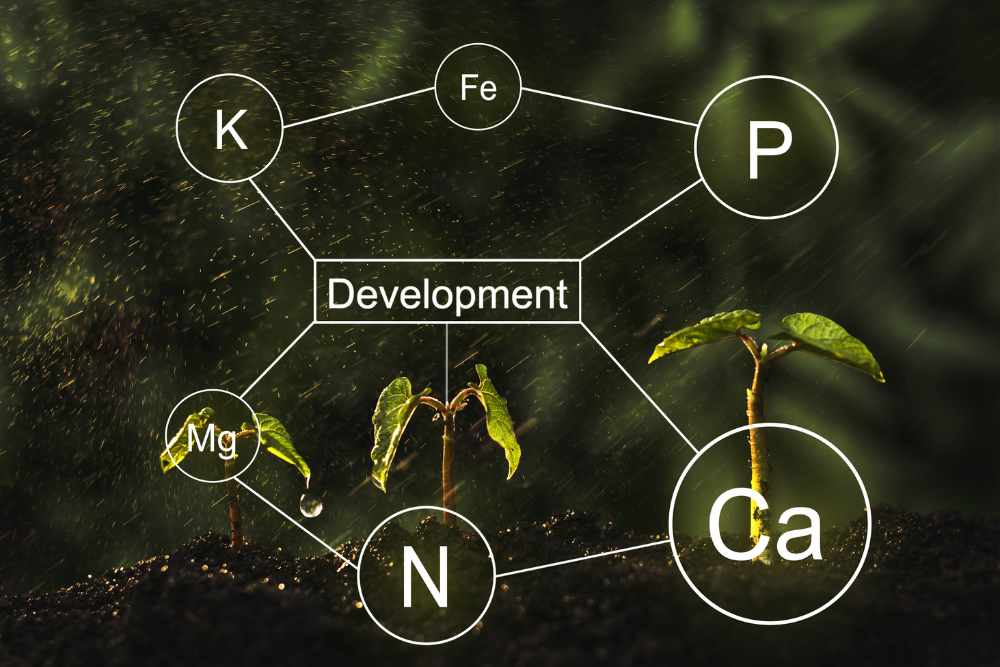 Organic Hydroponic Gardening