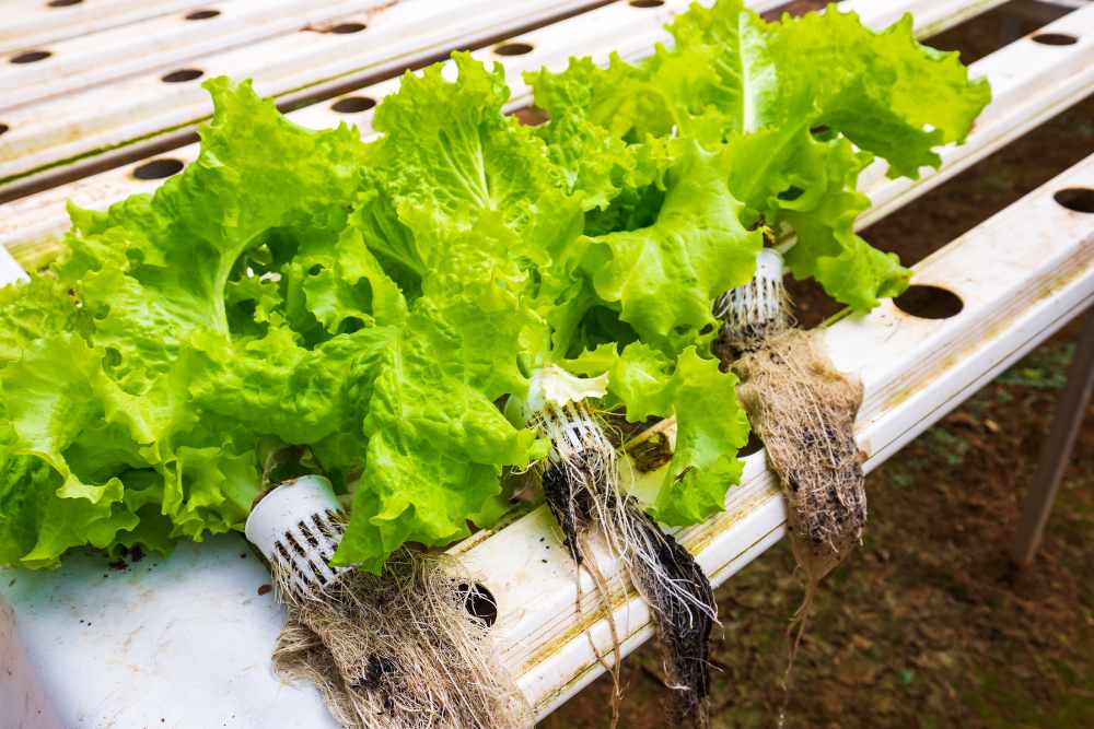 Organic Hydroponic Gardening