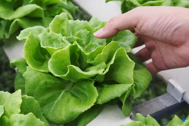What is Organic Hydroponic Gardening?