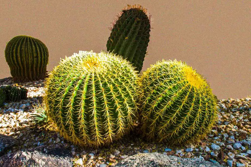 17 Best Cactus For Indoors