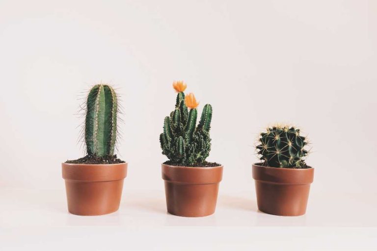 17 Best Cactus for Indoors and How to Care for Them