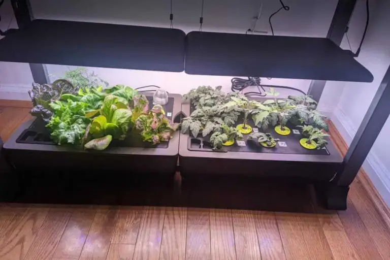 Exploring The Best Aerogarden Harvest Models for Your Indoor Garden