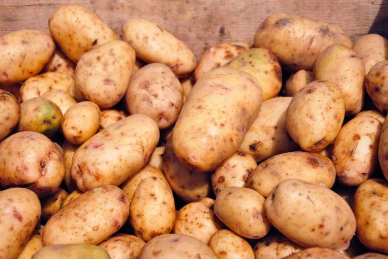 5 Examples of Tuber Crops: A Guide to Growing and Harvesting
