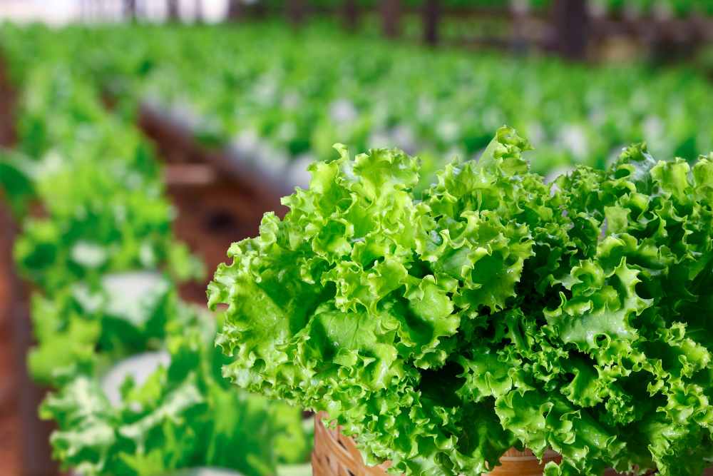 Best Hydroponic Nutrients For Lettuce