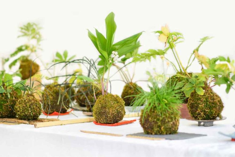 15+ Discover The Best Plants for Kokedama Masterpieces