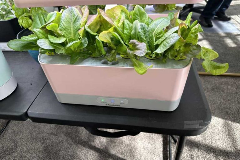 41 Best Things To Grow In AeroGarden for Bountiful Harvests