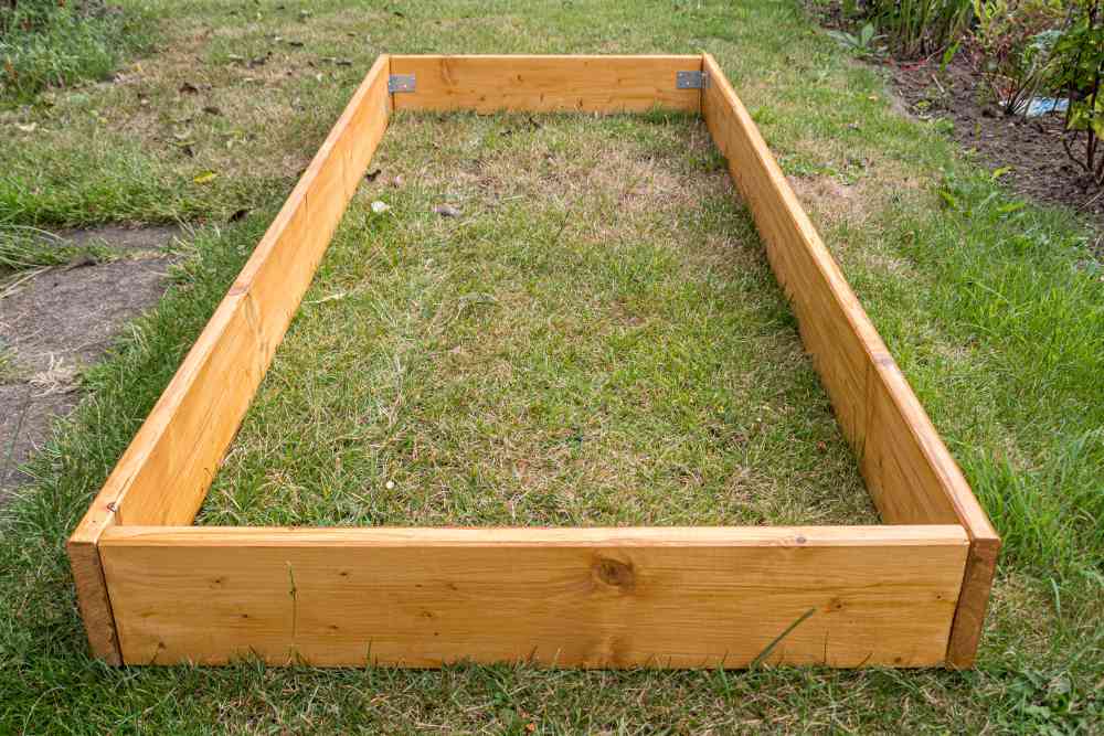 Growing Blackberries In Raised Beds