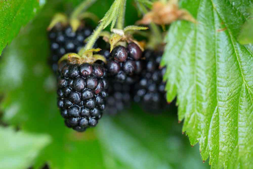 Growing Blackberries In Raised Beds