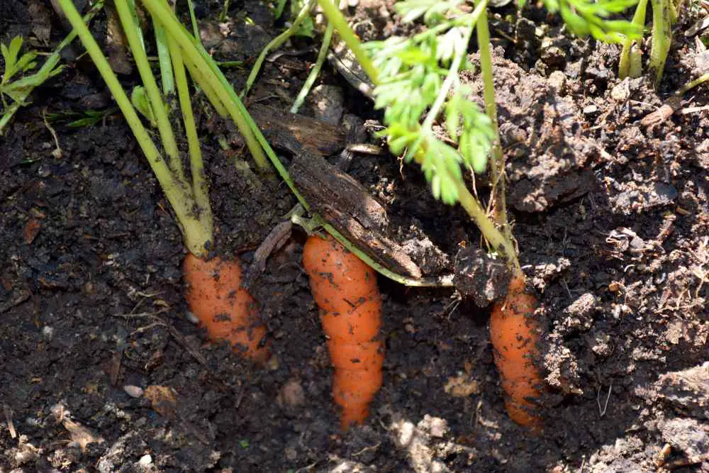 Growing Carrots In Hot Weather