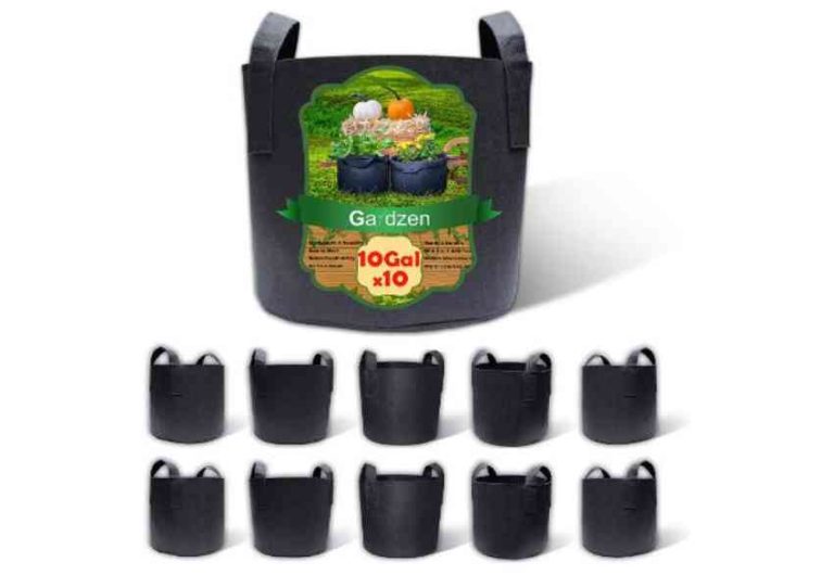 Complete Guide to Growing Strawberries in Grow Bags