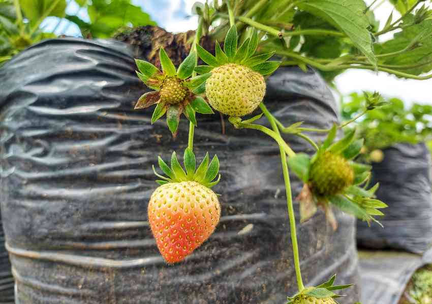 Growing Strawberries In Grow Bags