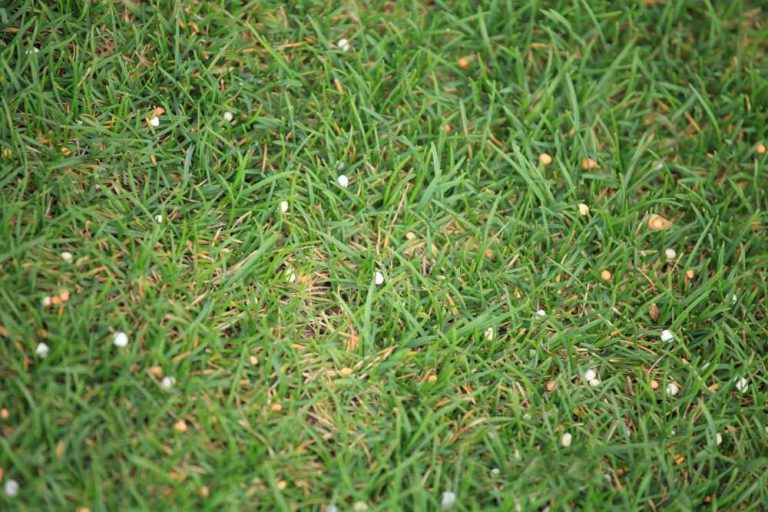 Comprehensive Guide to Liquid Nitrogen Lawn Fertilizer for Lush Greenery