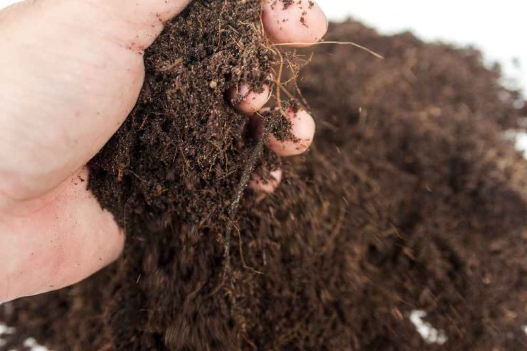 Why Does Your Garden Need TestED Soil?