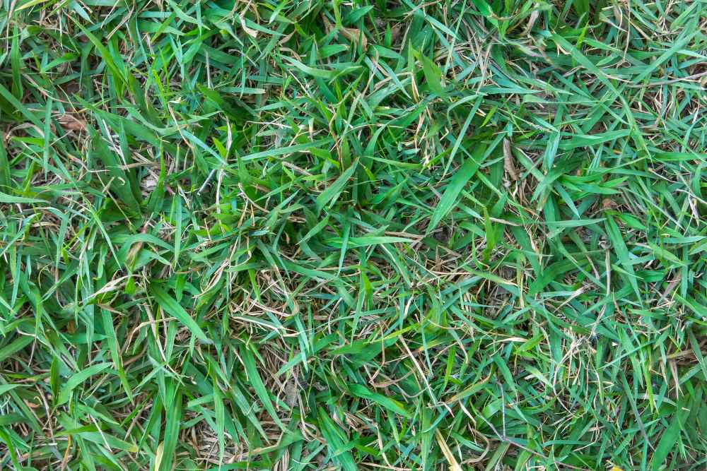 Will Bermuda Grass Grow In The Northeast