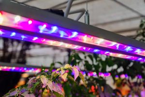 Best Hydroponic Lighting System