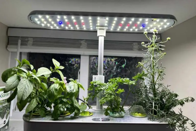 21 Best Cheapest Hydroponic System 2024: A Beginner’s Guide