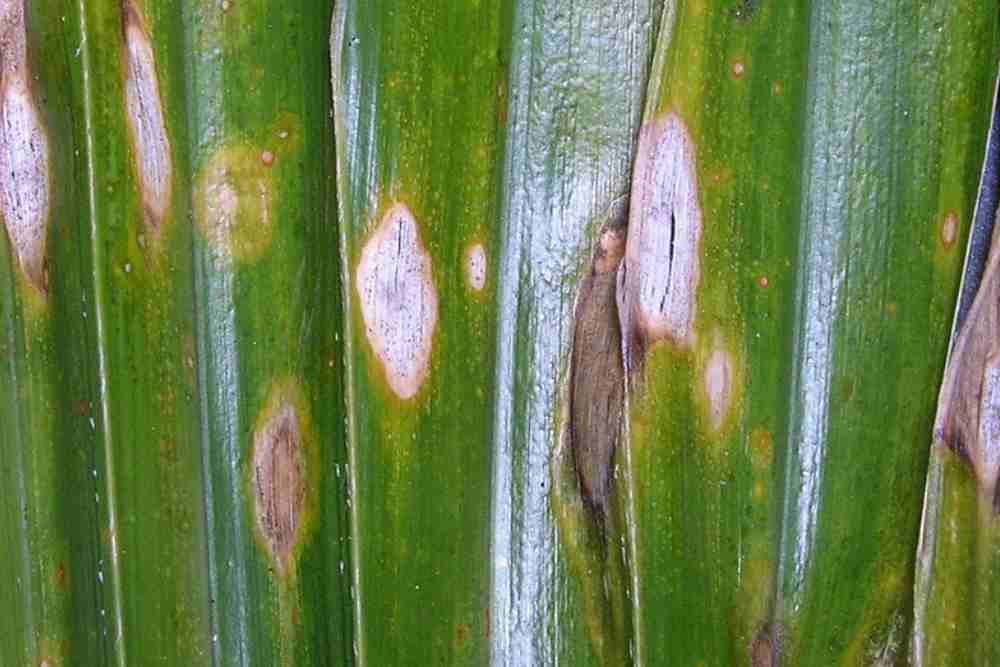 Coconut Tree Diseases Treatment