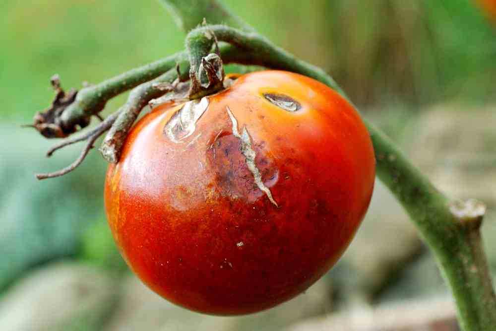 Florida Everglades Tomato