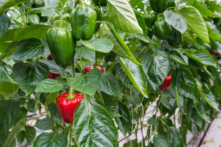 GROWING PEPPERS IN A GREENHOUSE