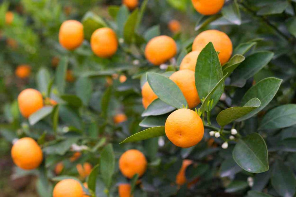 Guide to Growing Fruit Trees