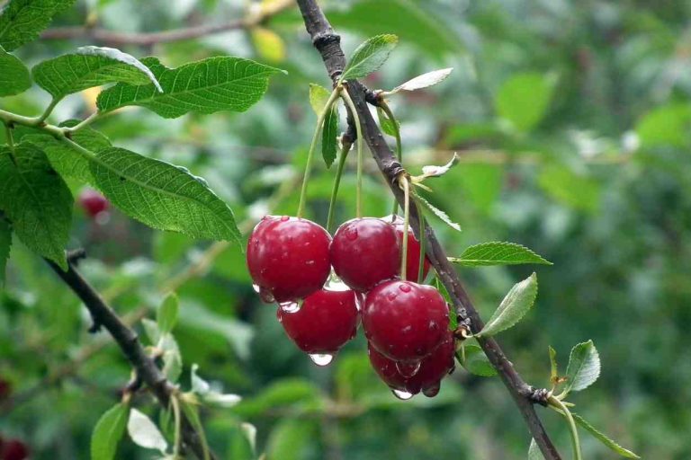 Guide To Growing Fruit Trees Planting To Harvest