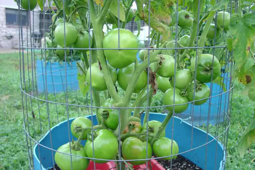 How To Protect Tomato Plants