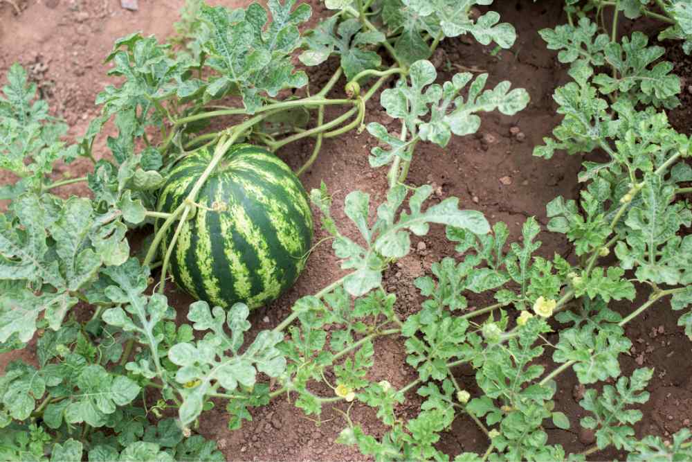 Melon Fertilizer Requirements