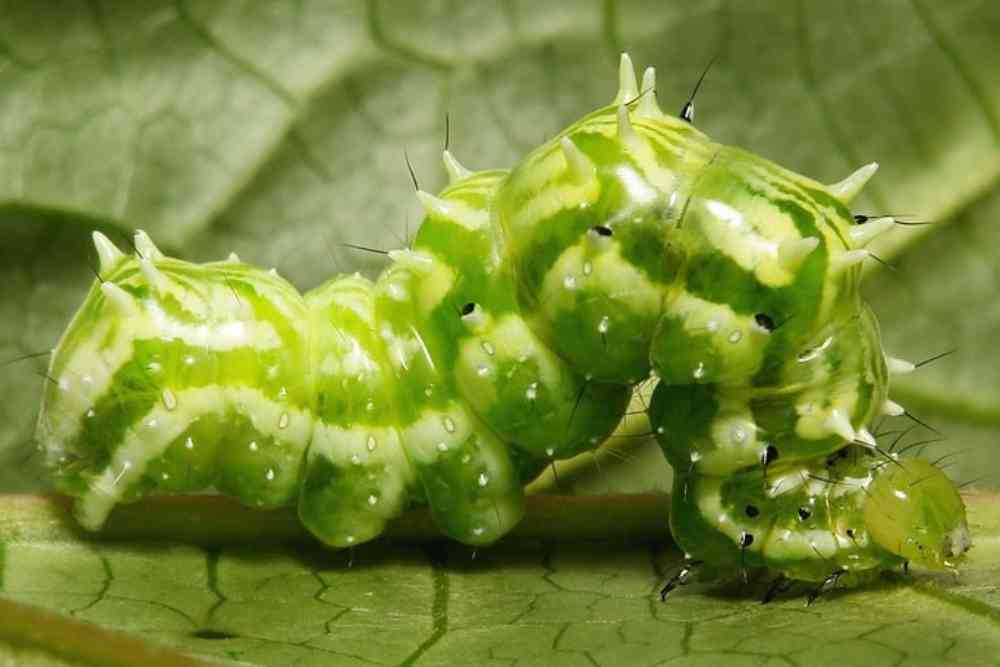 Snake Gourd Pest And Diseases
